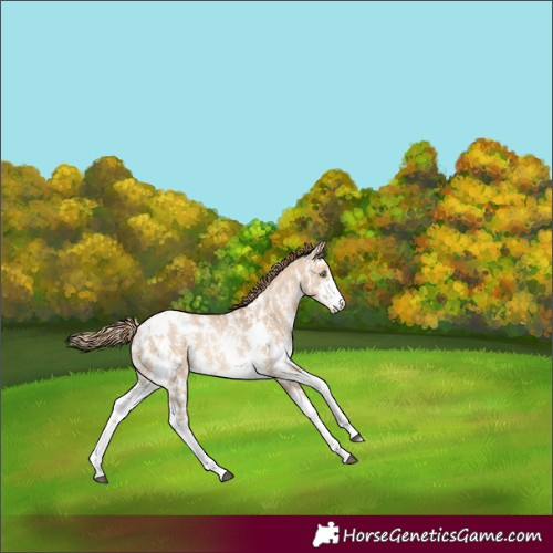 Horse Color:Red Dun Pearl Sabino Blanket Rabicano