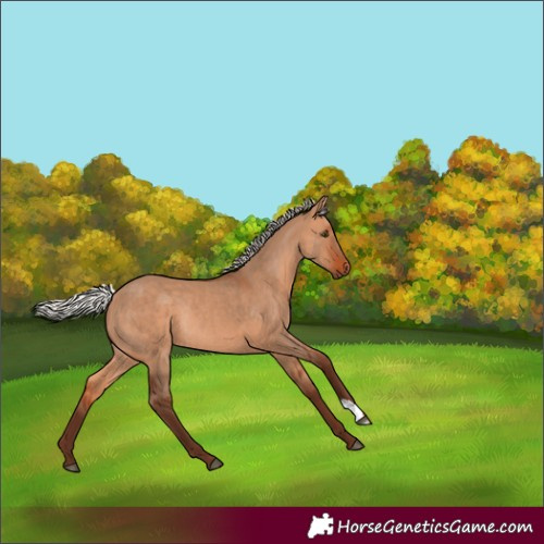 Horse Color:Silver Bay Dun Rabicano 