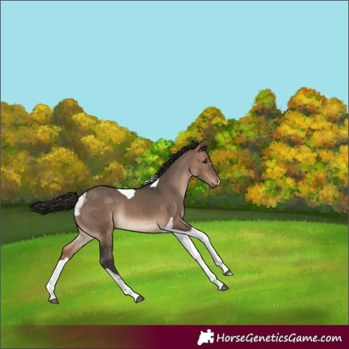Horse Color:Bay Dun Tobiano Rabicano 