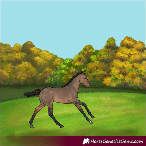 Horse Color:Bay Dun 
