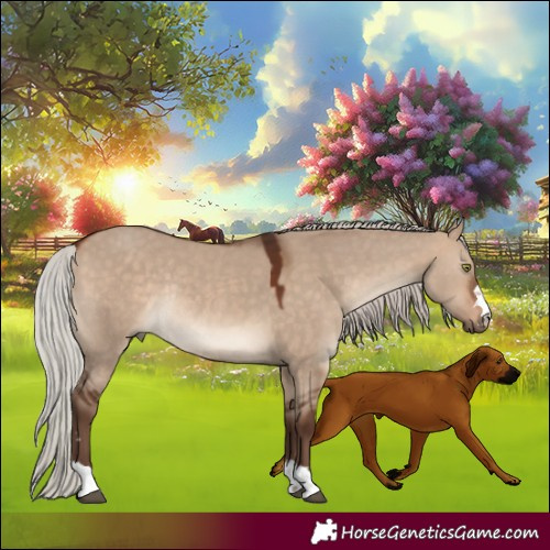 Horse Color:Silver Bay Dun Rabicano 