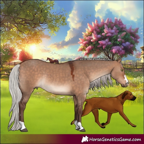 Horse Color:Silver Bay Dun Rabicano 