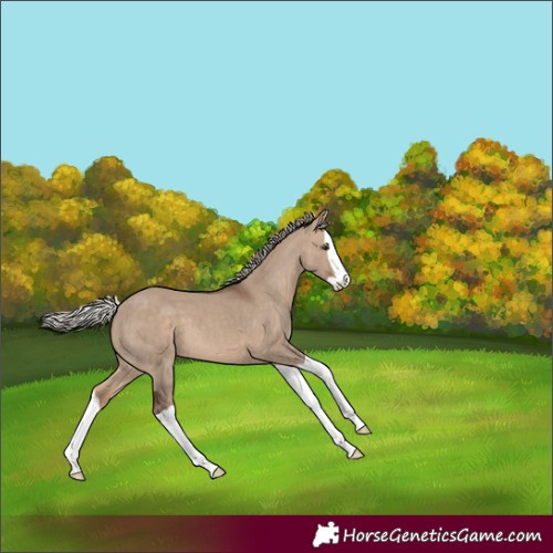 Horse Color:Silver Brown Dun Splash 