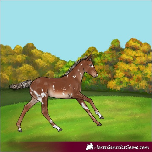 Horse Color:White Spotted Chestnut 