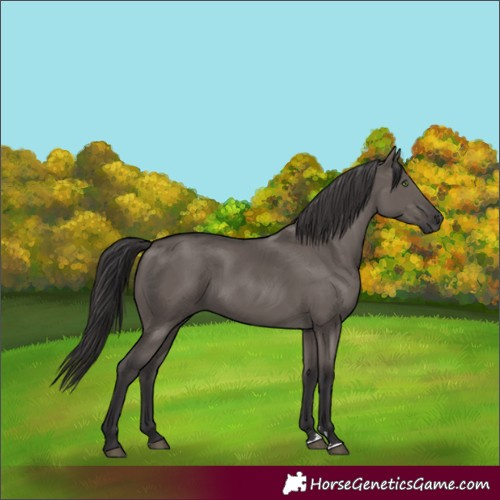 Horse Color:Smoky Grullo