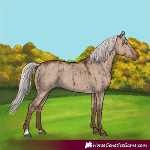 Horse Color:Silver Grullo Brindle 