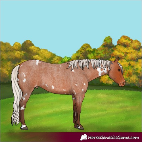 Horse Color:White Spotted Silver Bay Roan Varnish Rabicano 