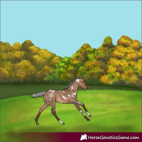 Horse Color:White Spotted Silver Bay Dun Rabicano 