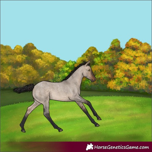 Horse Color:Brown Roan Dun Rabicano 