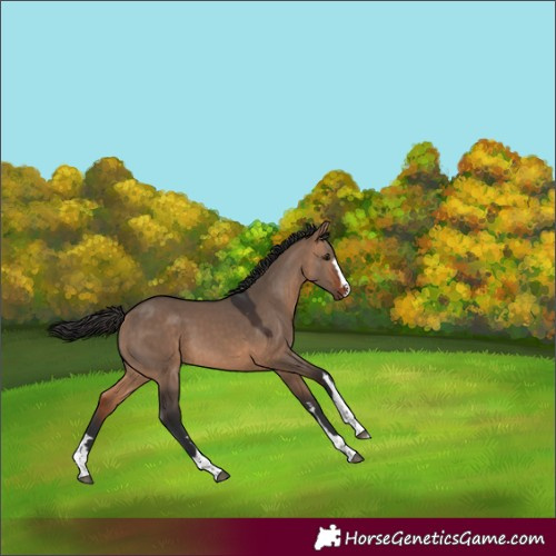 Horse Color:Bay Dun Rabicano 