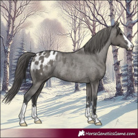 Horse Color:Grullo Appaloosa Rabicano 
