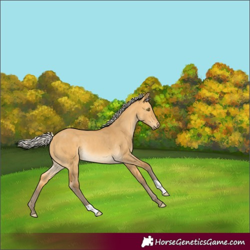 Horse Color:Silver Buckskin Dun Rabicano 