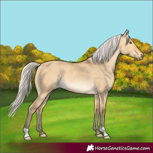 Horse Color:Silver Buckskin Dun Rabicano