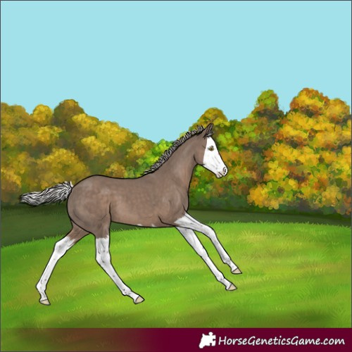 Horse Color:Silver Grullo Splash