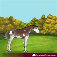 Horse Color:Liver Chestnut Splash