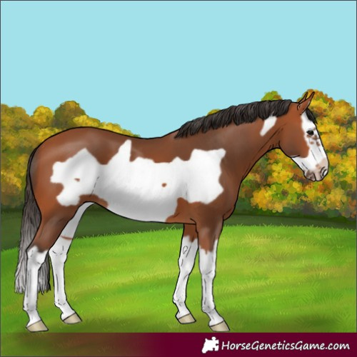 Horse Color:Bay Splash Frame 