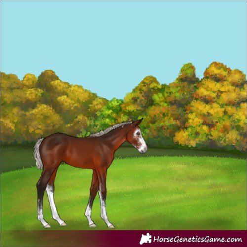 Horse Color:Gray Silver Bay Sabino