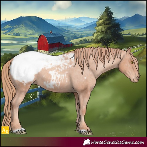 Horse Color:Gold Champagne Appaloosa 