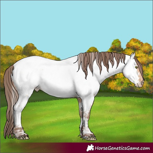 Horse Color:Amber Champagne Appaloosa 