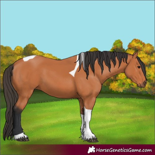 Horse Color:Bay Tobiano 