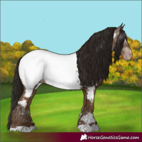 Horse Color:Gray Classic Champagne Appaloosa 