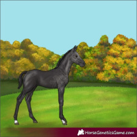 Horse Color:Smoky Black