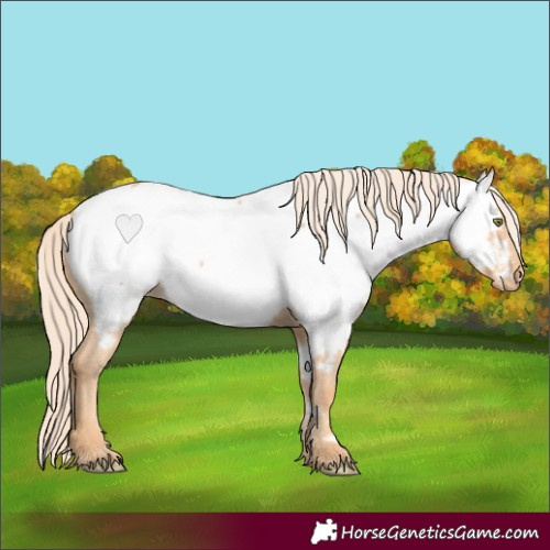 Horse Color:Gold Champagne Appaloosa 