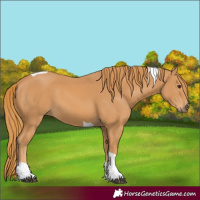 Horse Color:Chestnut Tobiano 