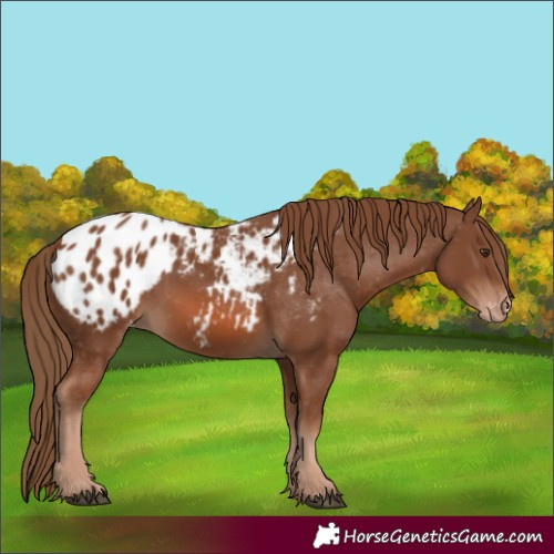 Horse Color:Chestnut Appaloosa