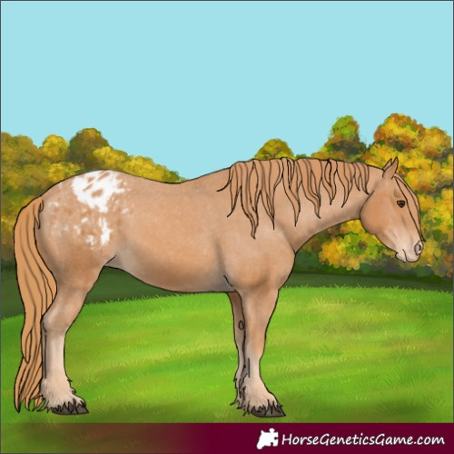 Horse Color:Chestnut Appaloosa 