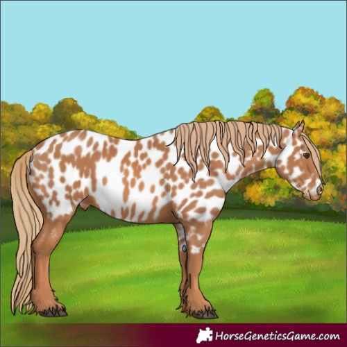 Horse Color:Chestnut Near Leopard 