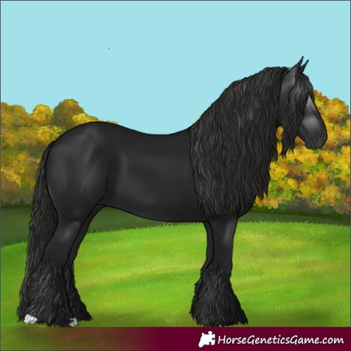 Horse Color:Gray Black 