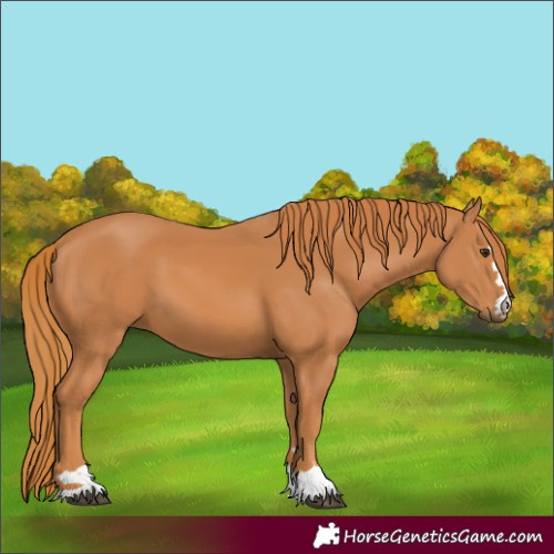 Horse Color:Chestnut 