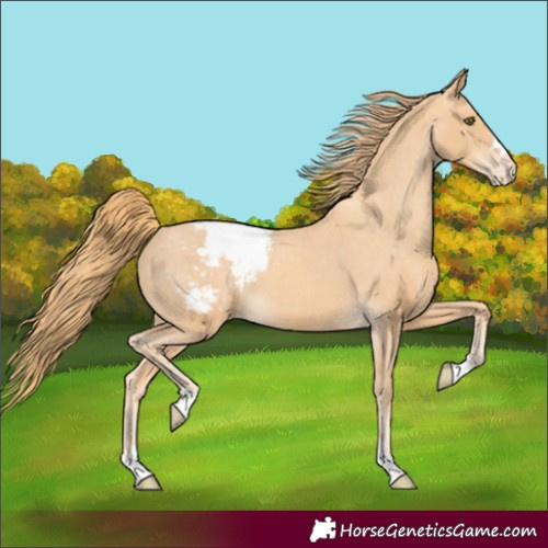 Horse Color:Gold Champagne Snowcap 