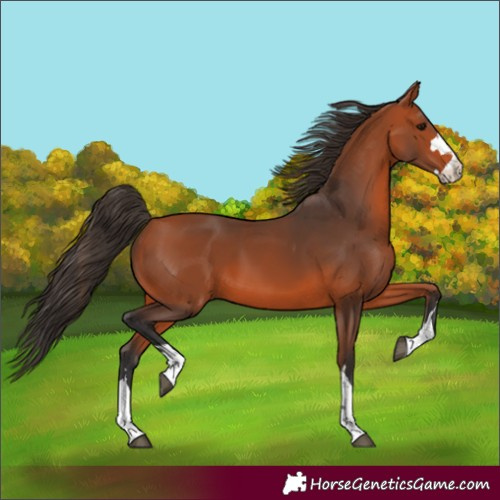 Horse Color:Bay 