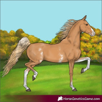 Horse Color:White Spotted Chestnut Splash 
