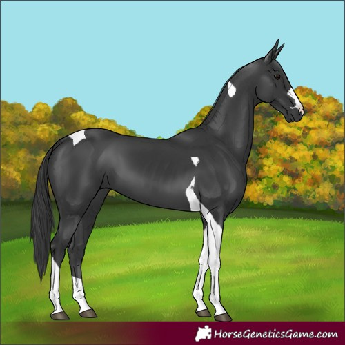 Horse Color:Black Tobiano