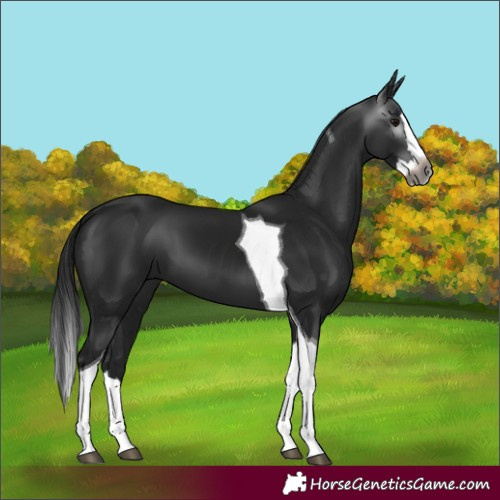 Horse Color:Gray Black Splash Tobiano 