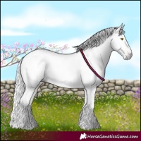 Horse Color:Gray Amber Champagne Tobiano 