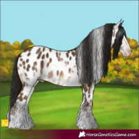 Horse Color:Gray Sable Champagne Sabino Appaloosa 