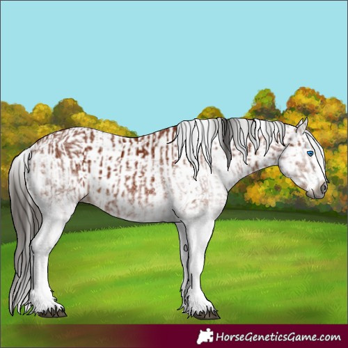 Horse Color:Gray White Spotted Bay Splash  and Gray White Spotted Bay Splash 