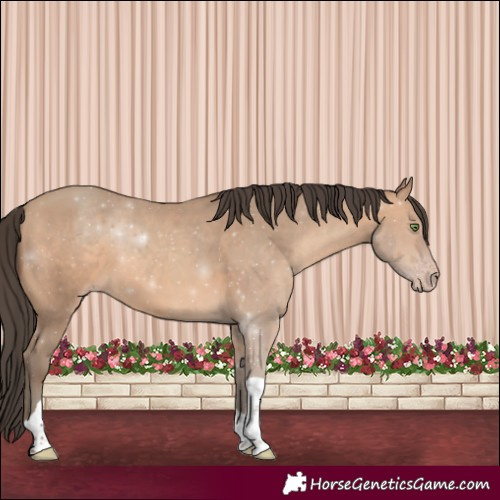 Horse Color:Amber Champagne Tobiano