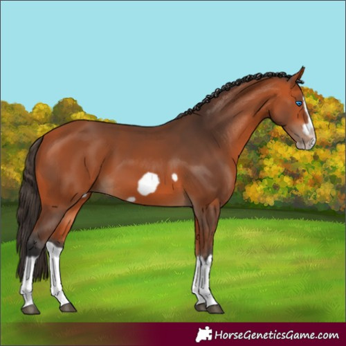 Horse Color:Bay Splash Frame 