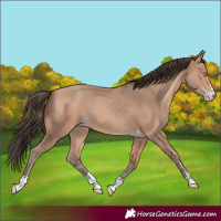 Horse Color:Amber Champagne 