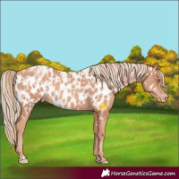 Horse Color:Gold Champagne Near Leopard  and Gold Champagne Near Leopard 