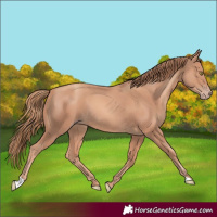 Horse Color:Gold Champagne 
