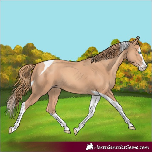 Horse Color:Gold Champagne Splash Tobiano