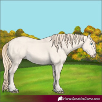 Horse Color:Perlino Dun 
