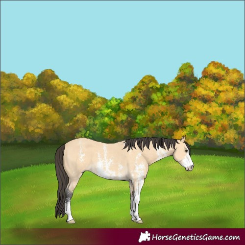 Horse Color:Buckskin Sabino 