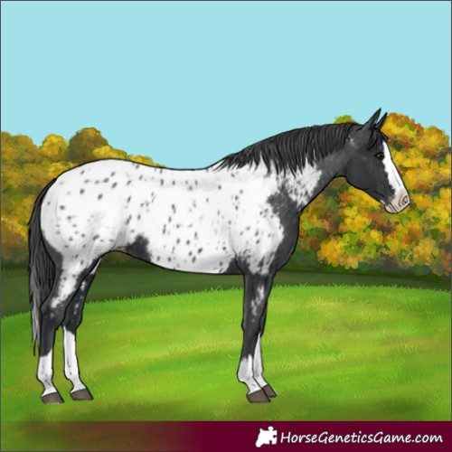 Horse Color:Black Splash Near Leopard 
